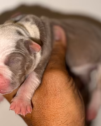 Pitbull