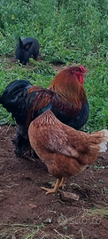 Gallo brahma perniciato