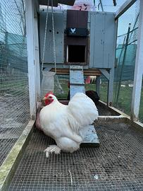 Gallo bianco di cocincina