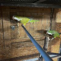 Coppia parrocchetto i monaci