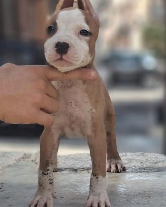 Amstaff 
