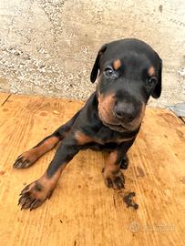? Cuccioli di Doberman: 1 Maschi-1 Femmina