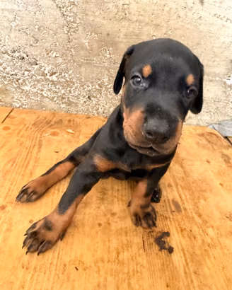 ? Cuccioli di Doberman: 1 Maschi-1 Femmina