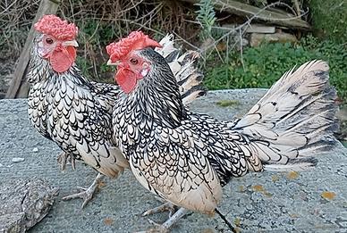 galli nani Sebright argento 