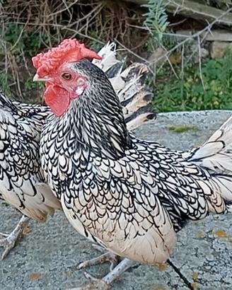 galli nani Sebright argento 