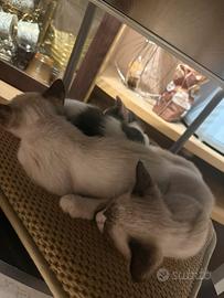 4 gattini di 2 mesi e mezzo