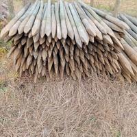 Pali in Pino trattati vari diametri