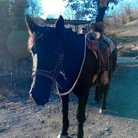 Cavallo murgese