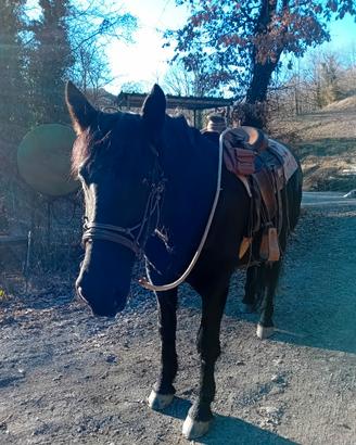 Cavallo murgese