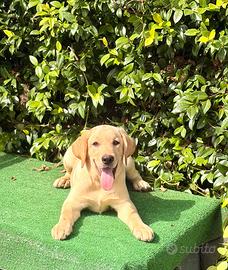 Labrador pedigree