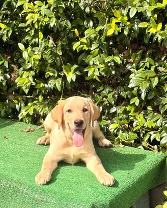 Labrador pedigree