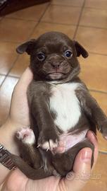 Meravigliosi cuccioli dí chihuahua