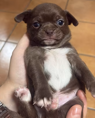 Meravigliosi cuccioli dí chihuahua