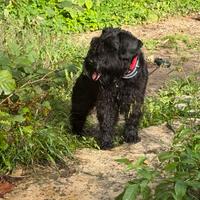 Schnauzer nero nano per accoppiamento