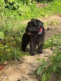 Schnauzer nero nano per accoppiamento