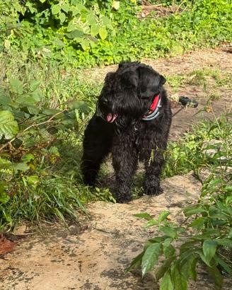 Schnauzer nero nano per accoppiamento