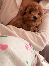 Piccola barboncina Toy rossa /barboncini toy