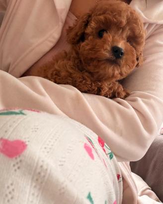 Piccola barboncina Toy rossa /barboncini toy