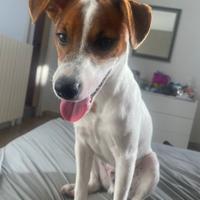 Jack russel