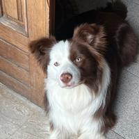 Border collie disponibile per monta