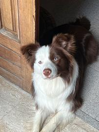 Border collie disponibile per monta