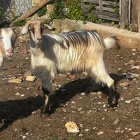 Disponibili capre mascarette