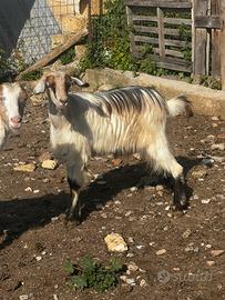 Disponibili capre mascarette