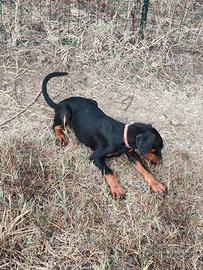 Cucciola di doberman