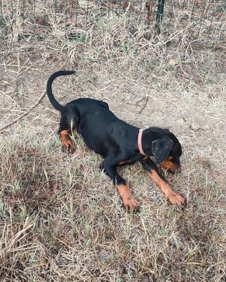 Cucciola di doberman