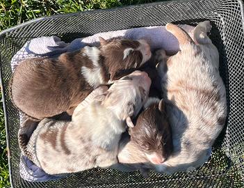 Cuccioli border collie