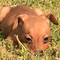 Pinscher cuccioli nano toy e toy marroni