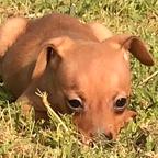 Pinscher cuccioli nano toy e toy marroni