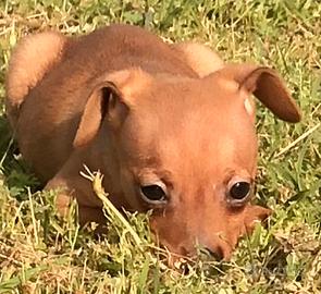 Pinscher cuccioli nano toy e toy marroni