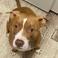 Cane Pitbull