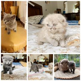 Gatti cuccioli scottish femmine e maschi