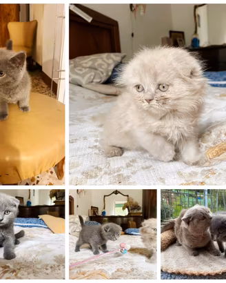 Gatti cuccioli scottish femmine e maschi