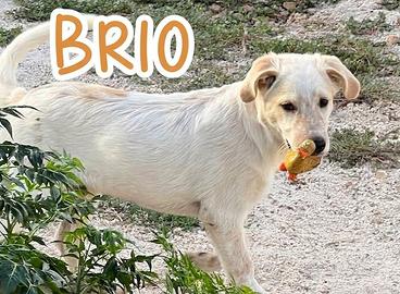 BRIO cucciolo 3mesi socievole e affettuoso tagliaL