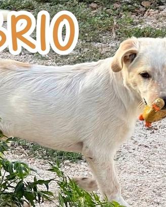BRIO cucciolo 3mesi socievole e affettuoso tagliaL