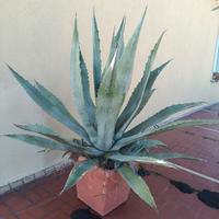 Agave in vaso