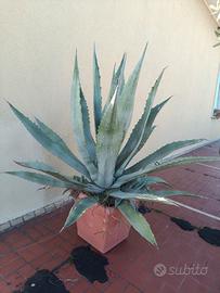 Agave in vaso