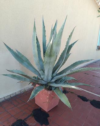 Agave in vaso