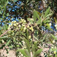 Uliveto con 25 alberi Centenari