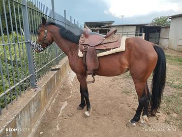 Cavallo