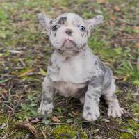 Cuccioli di bulldog francesi blue e merlè blue