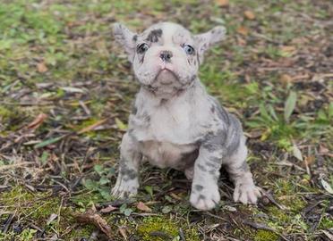 Cuccioli di bulldog francesi blue e merlè blue