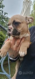Cucciolina bulldog francese