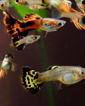 Pesci, chiocciole e piante d'acqua dolce