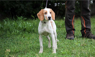 Beagle da caccia