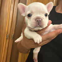 Bulldog francese