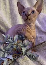 Sphynx maschio pedigree